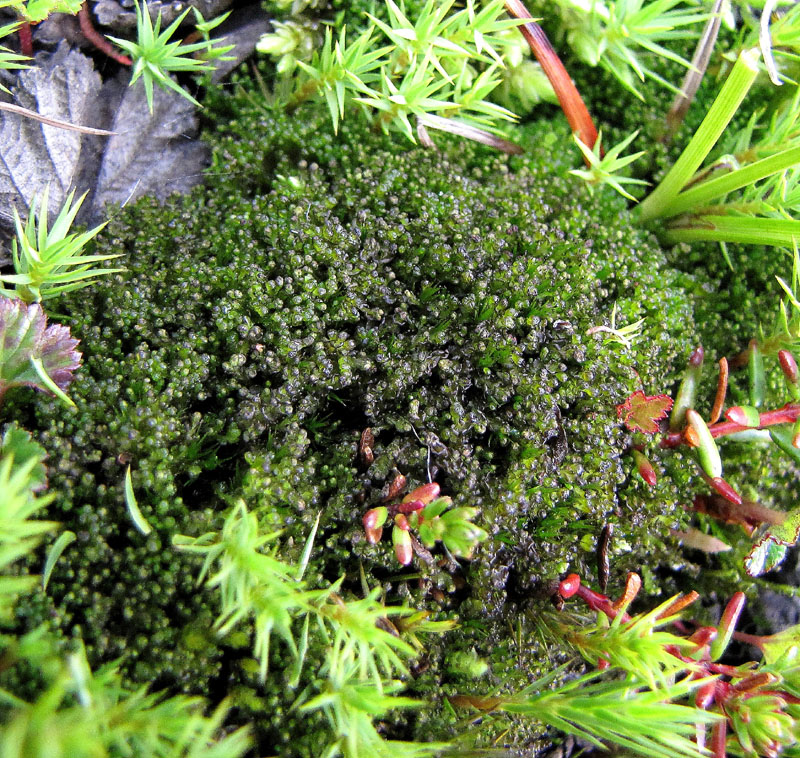 Orthocaulis atlanticus